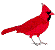 Walnut Bend Cardinal